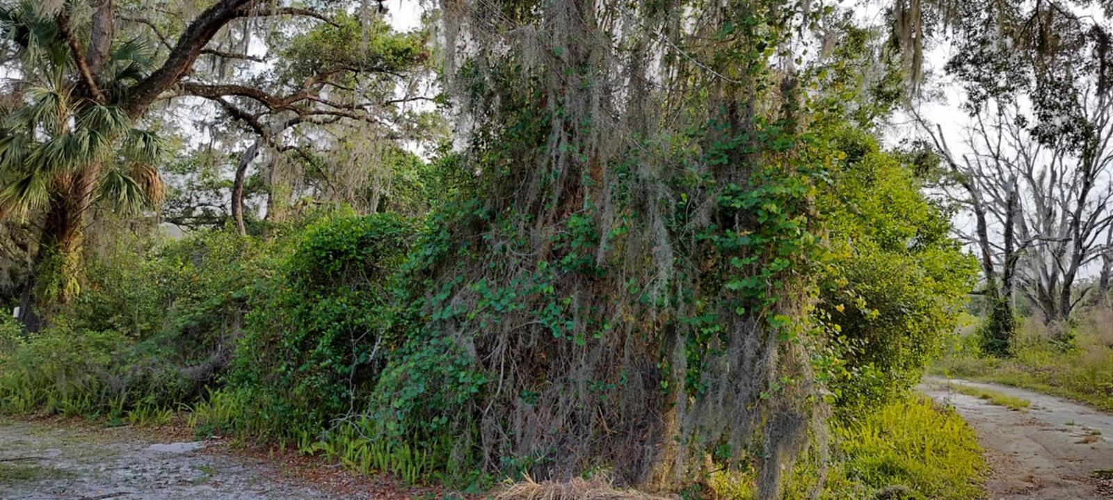 Photo of Listing #TB8384607