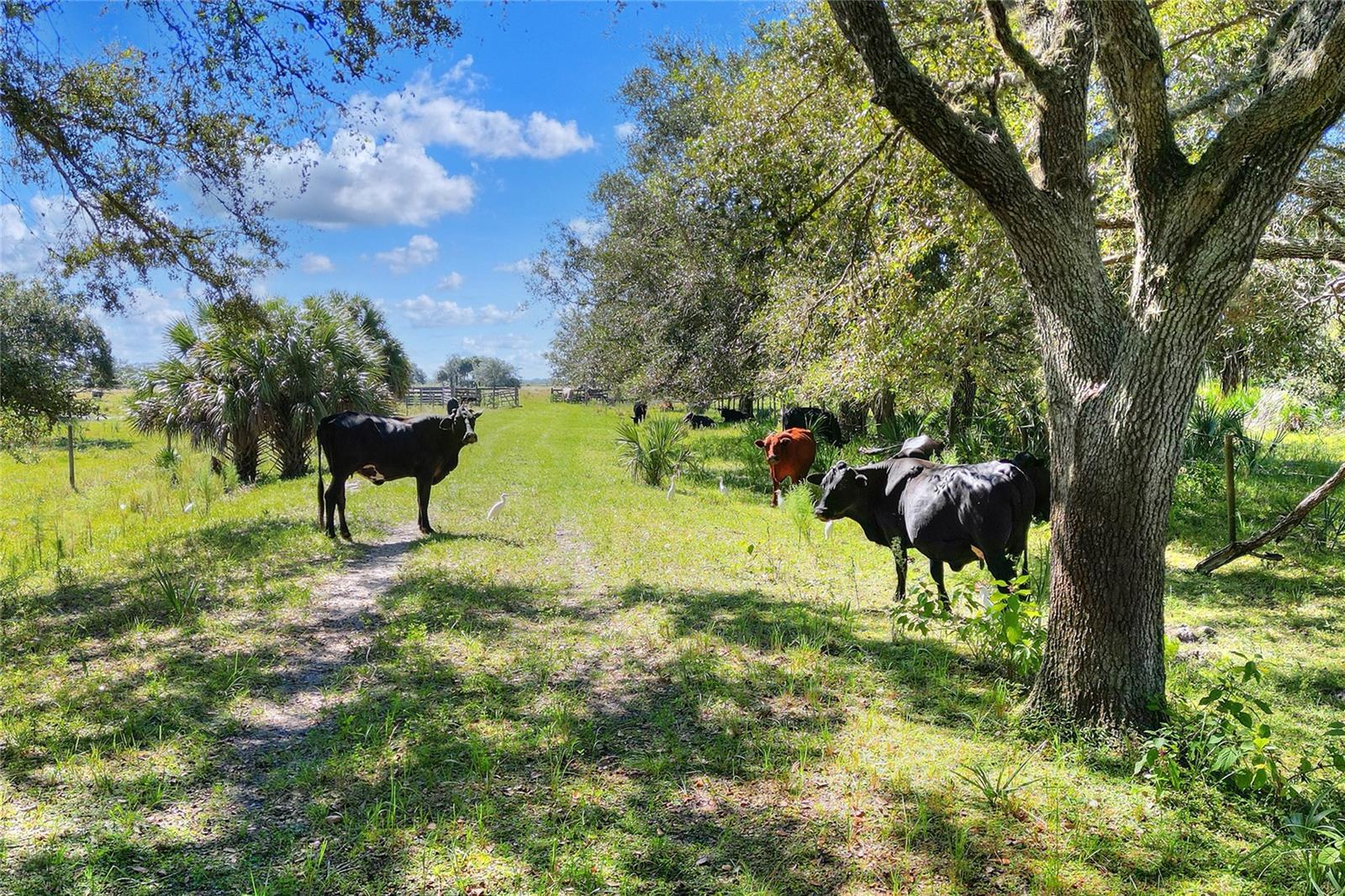 Photo of Listing #TB8447031