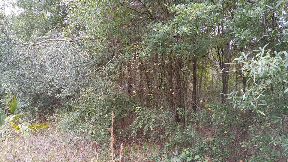 Photo of Listing #TB8457749