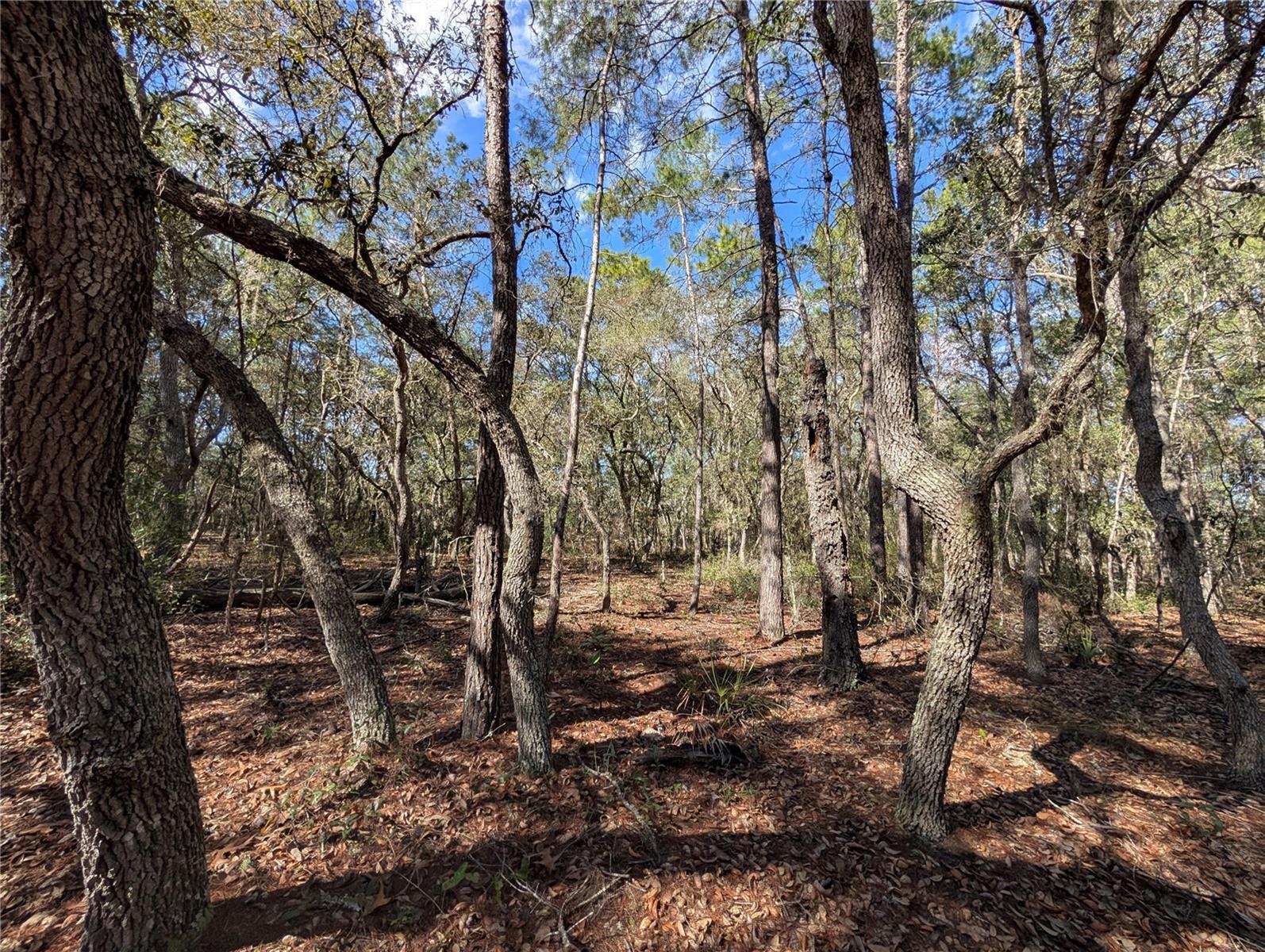 Photo of Listing #V4944920