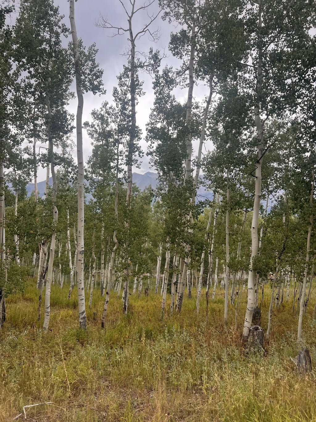 Tbd Wapiti Road, Telluride