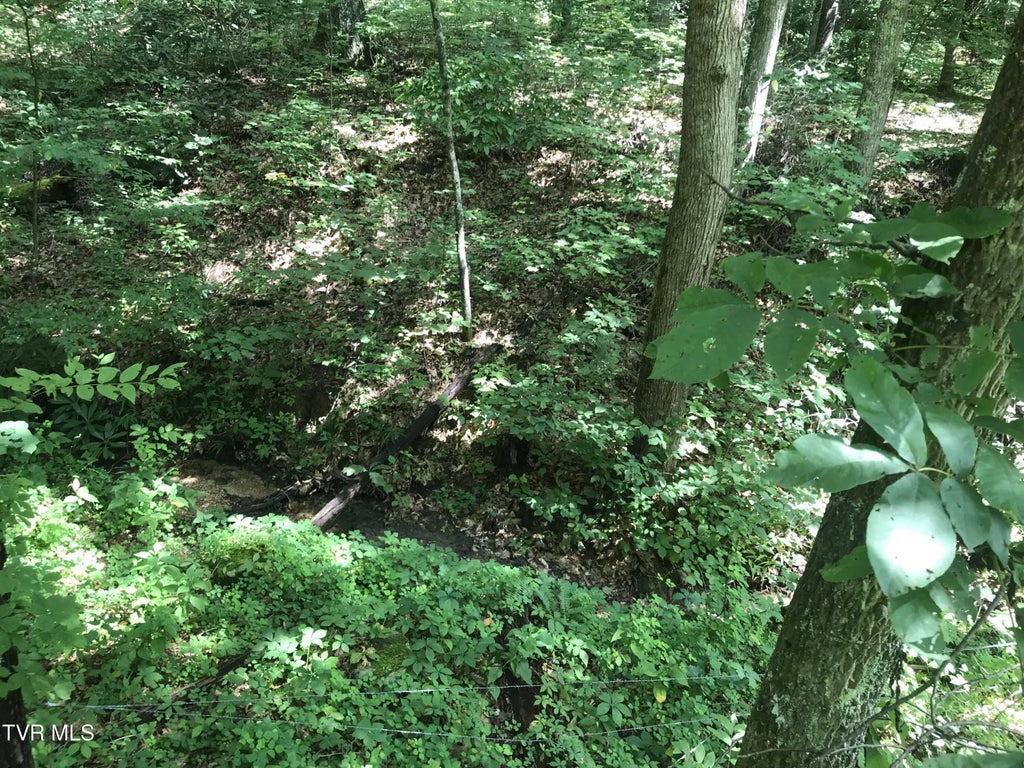 Allen Lane Lane, Greeneville