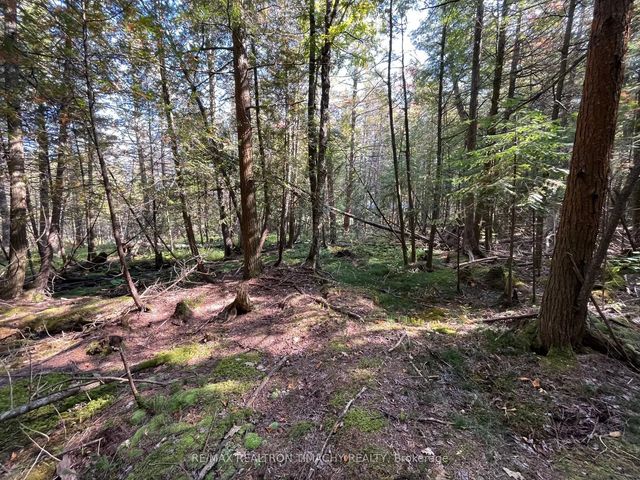 Lot 25 Champlain Road, Tiny