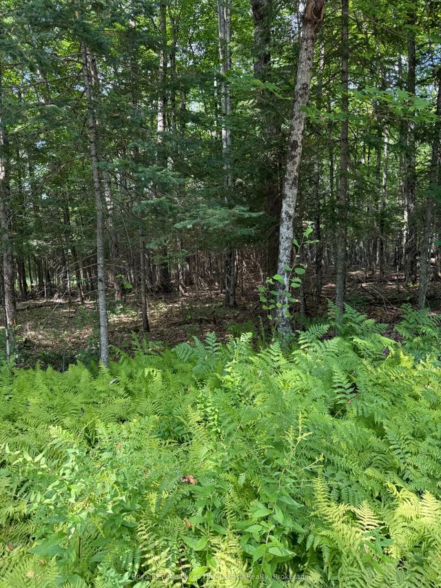 Lt 26 Frank St Street, Magnetawan