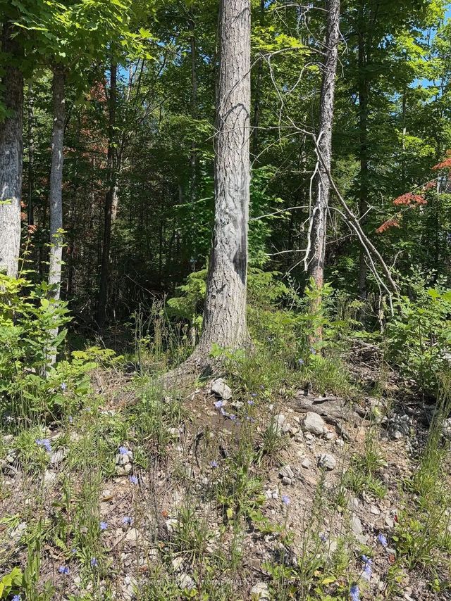 Lot 30 White Valley Road, Trent Lakes