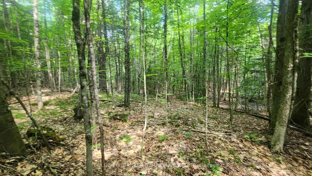 Canaan Road, McNab/Braeside