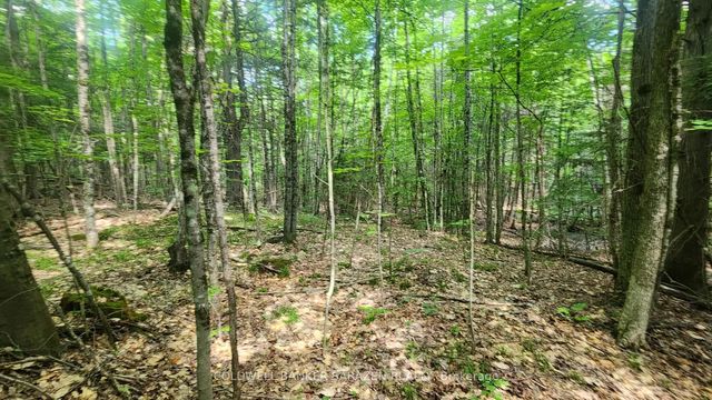 Canaan Road, McNab/Braeside