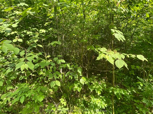 Sugarbush Crescent, Trent Lakes
