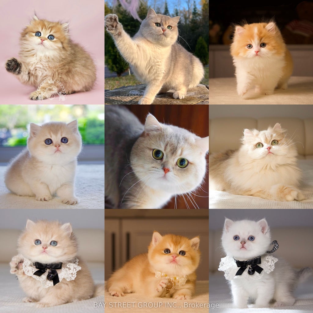 7 Monaco Court, Toronto W05