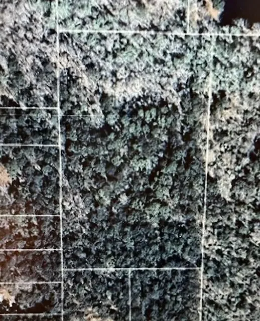 Photo of Listing #2519345