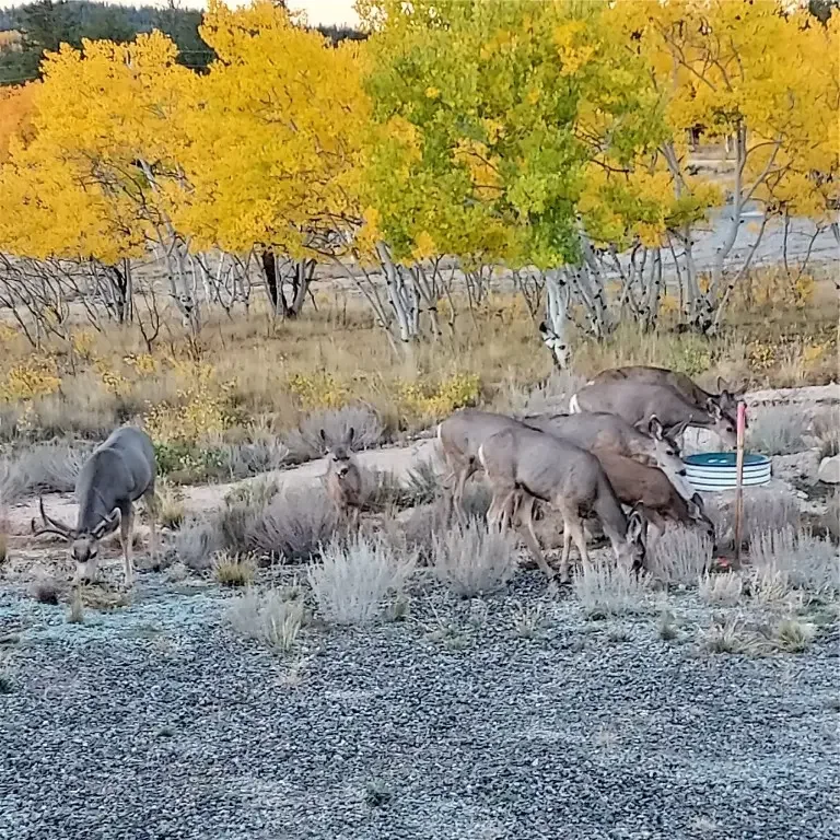 207 Overland Circle, Jefferson