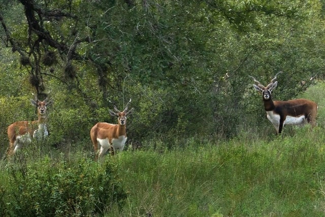 16 Summit Spring Lane, Johnson City