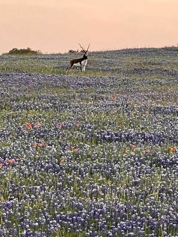 Photo of Listing #2982062