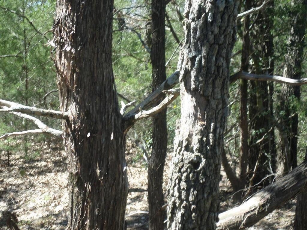 Photo of Listing #7951265