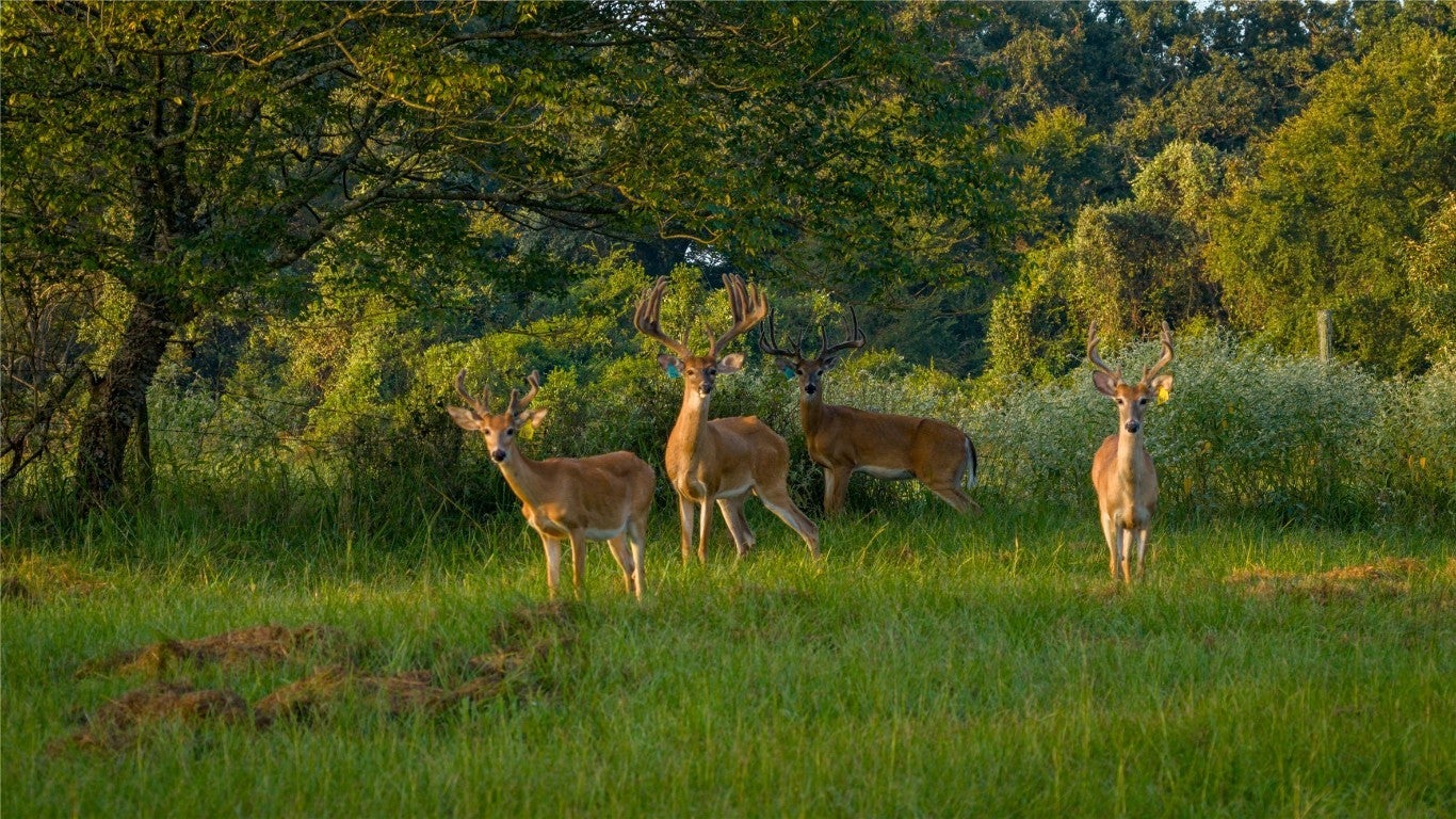 Photo of Listing #7990228