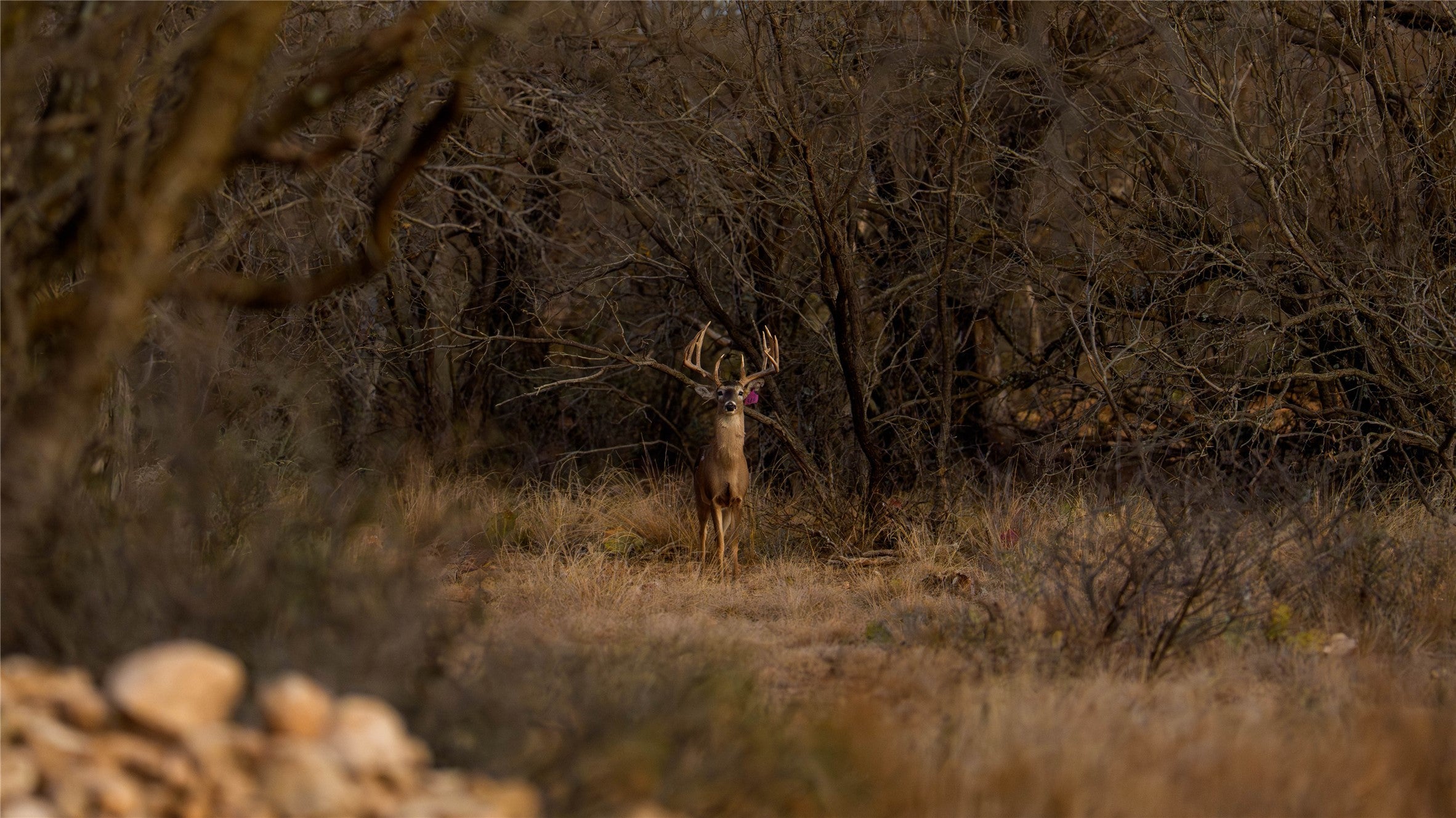 Photo of Listing #8993793