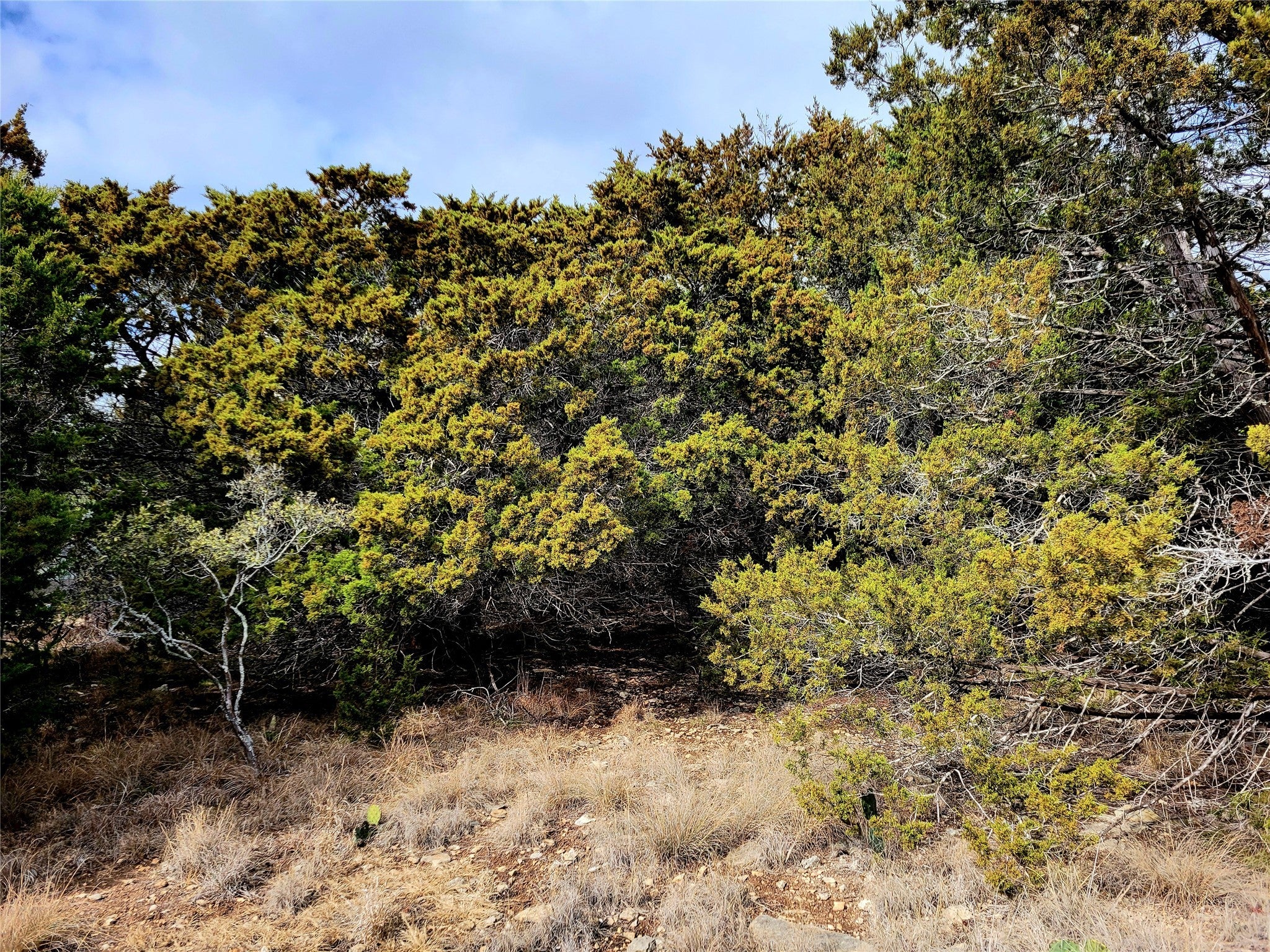 Photo of Listing #3375602