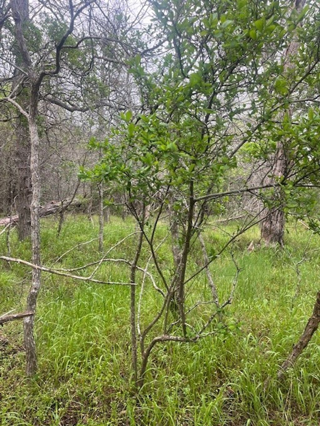 Lot 628 Hilea Court, Bastrop