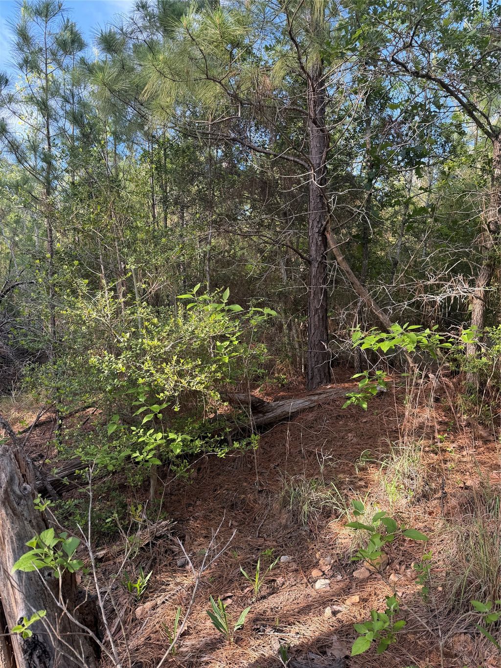 Lot 1384 Pahihi Drive, Bastrop
