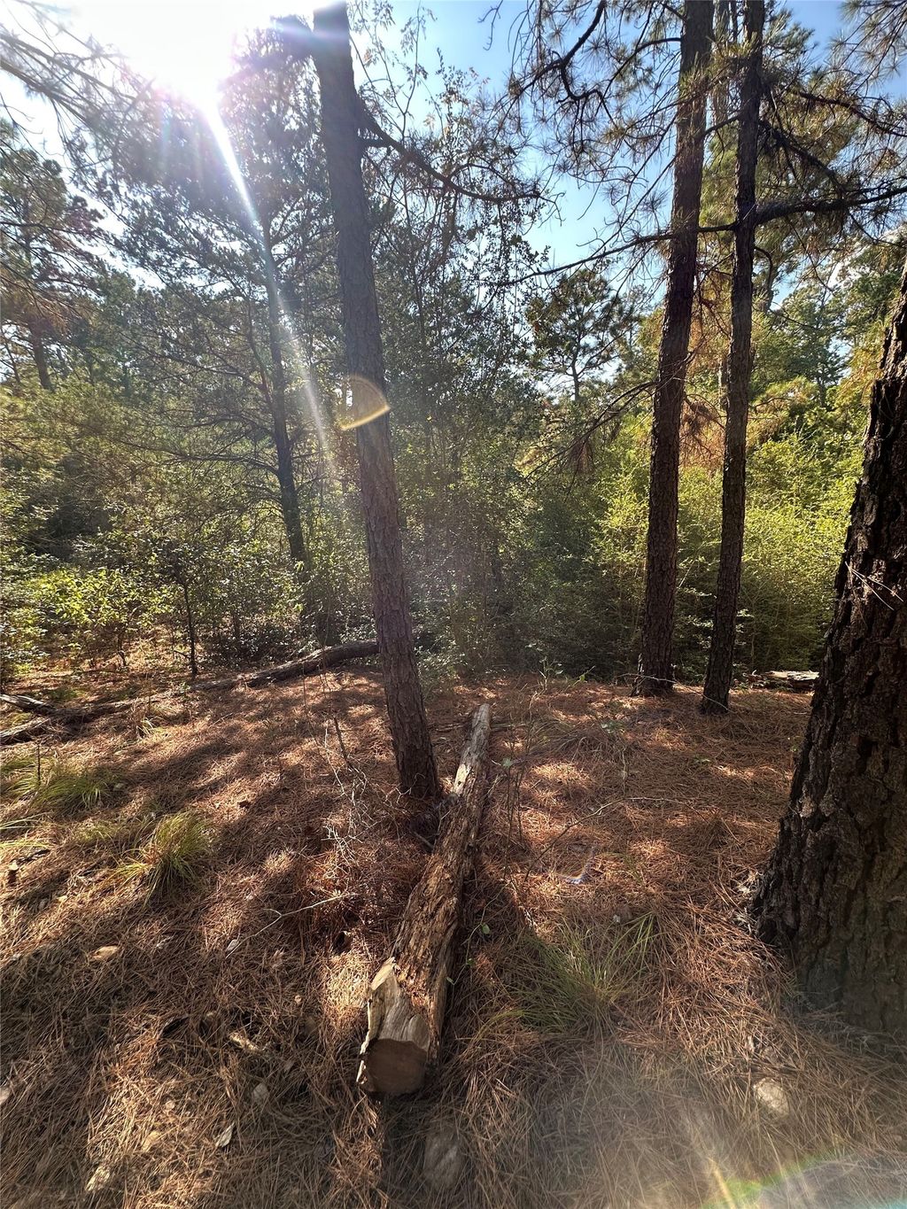 Pine Oak Drive, Bastrop
