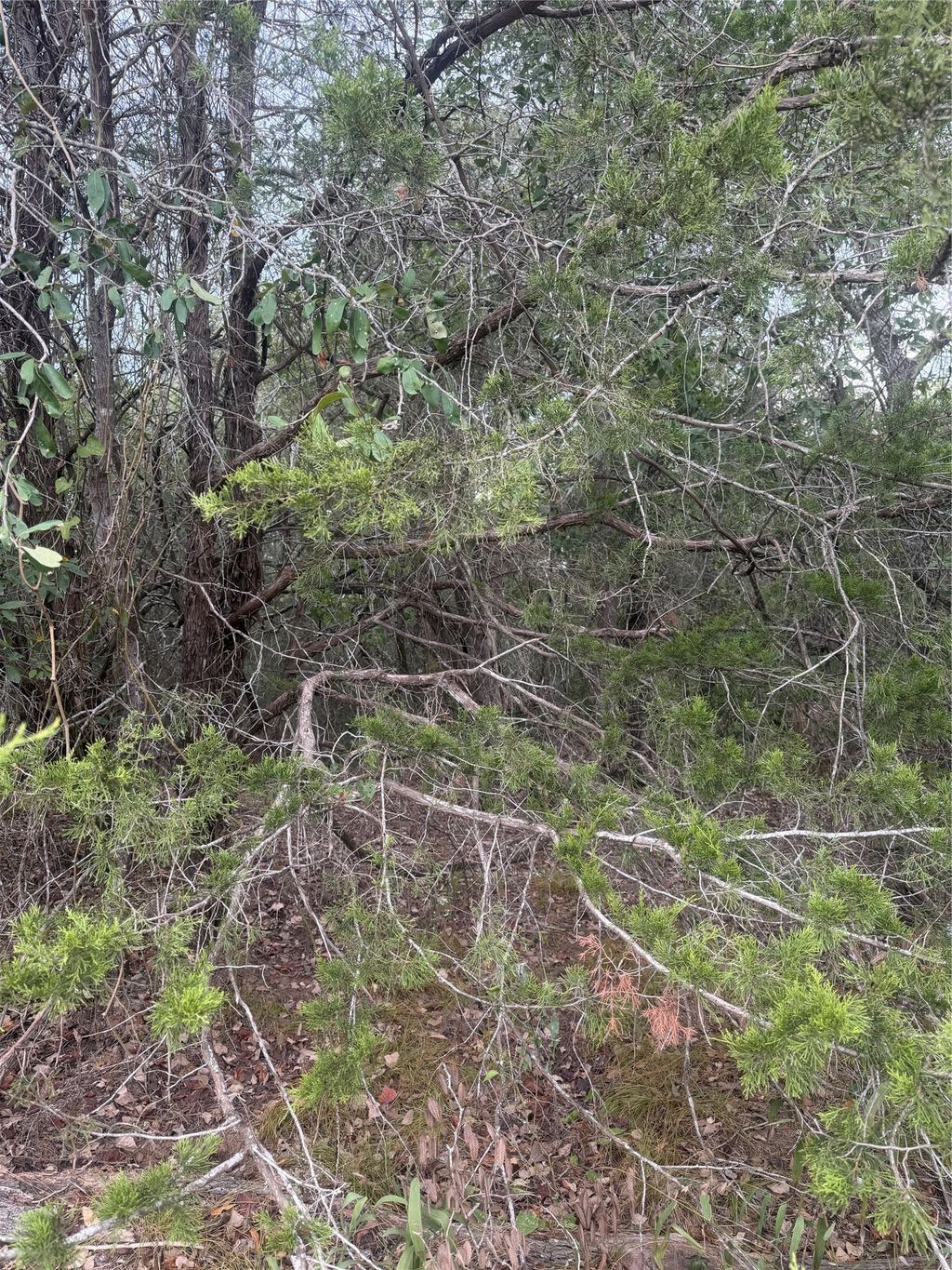 223 Mokulua Ln, Bastrop