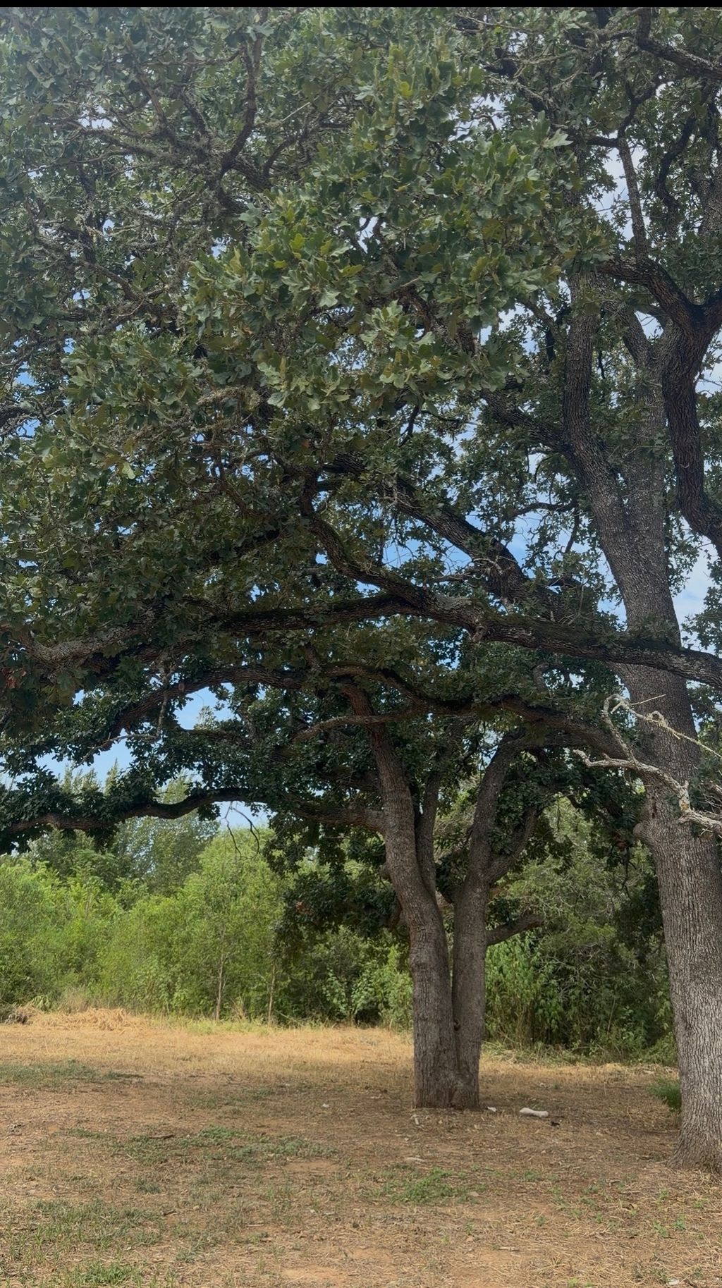 176 Whispering Pines Drive, Bastrop