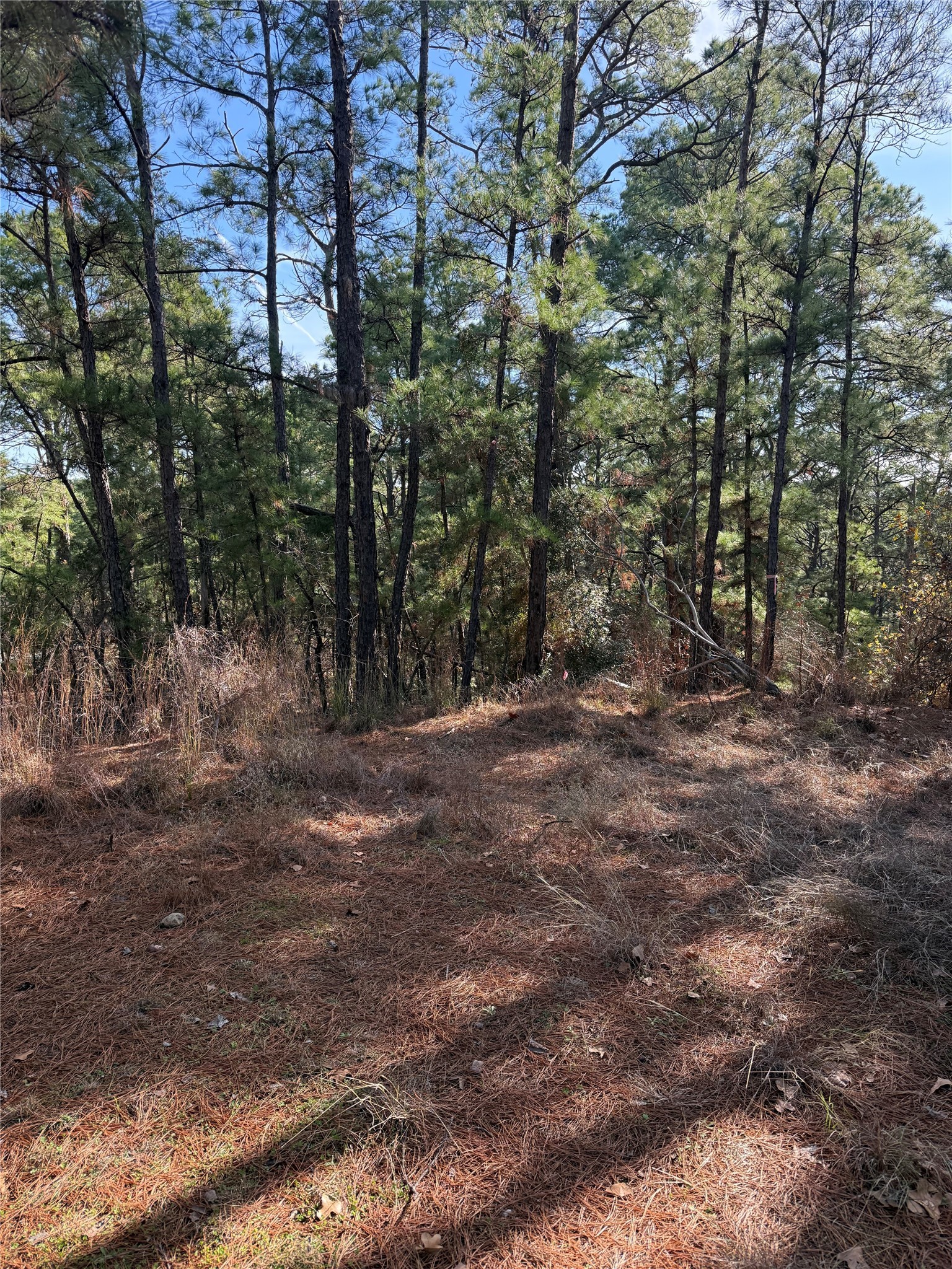 Photo of Listing #6065517