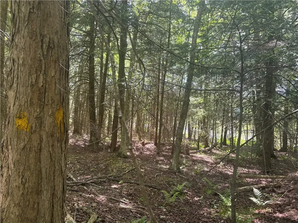 County Road 42, Pharsalia