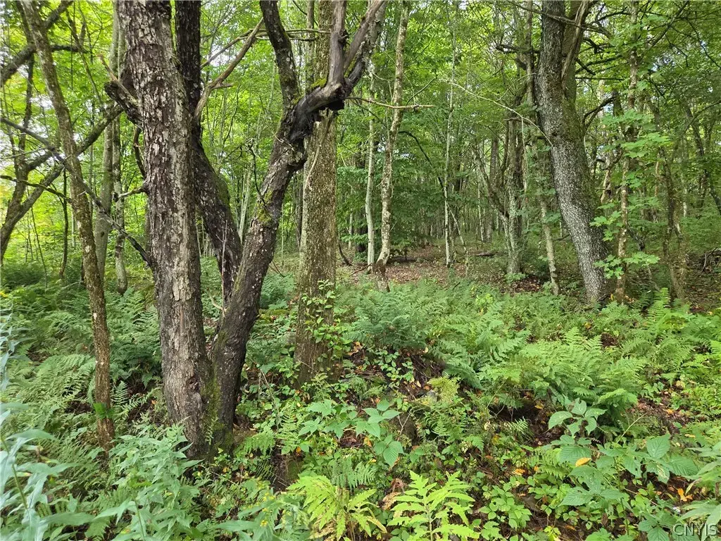 Seelman Truck Trail Road, West Turin