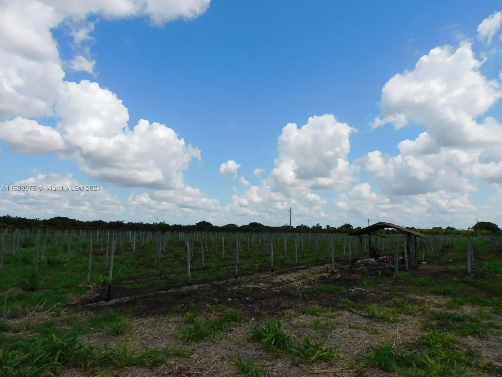 Photo of Listing #A11599975