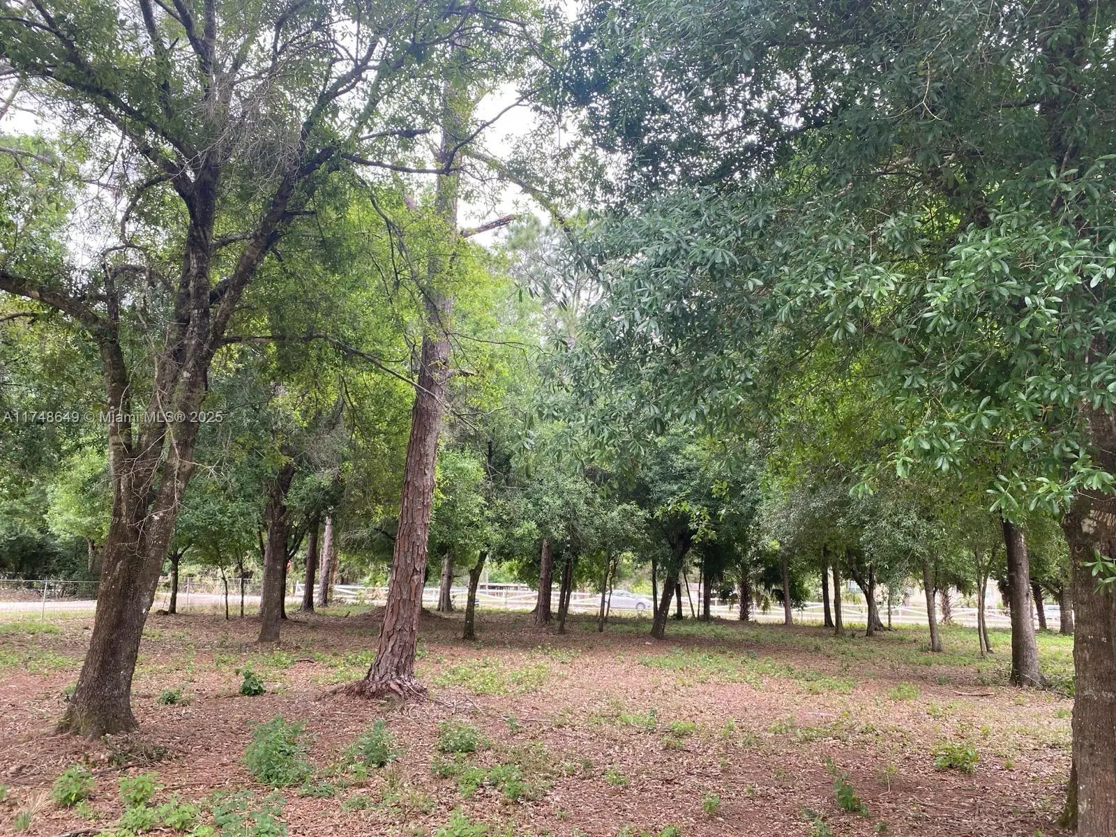 Photo of Listing #A11748649