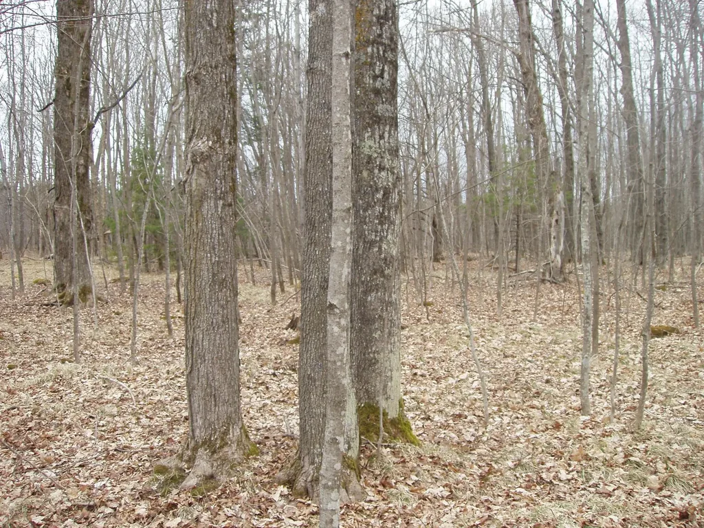 4th Add. Margaret Ln # Lot 1, Park Falls