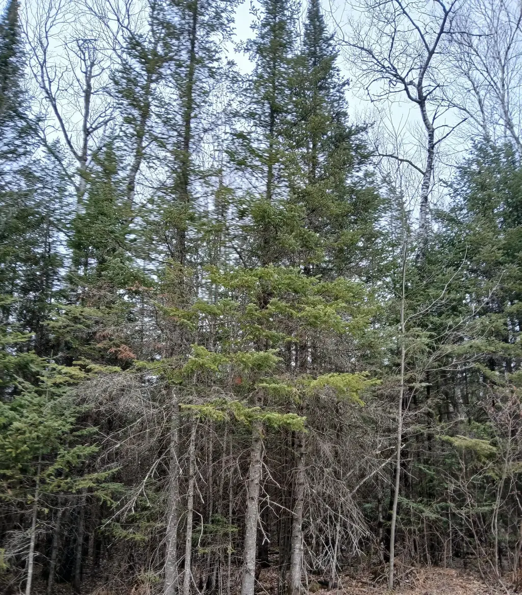 Mi-357-1 Manhardt Rd # Mi-357-1, Minocqua