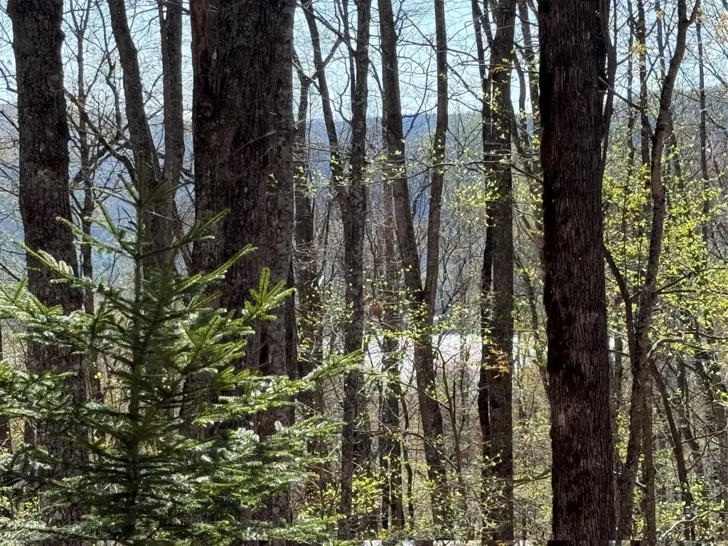 Lot 22 Bright Mountain, Cullowhee