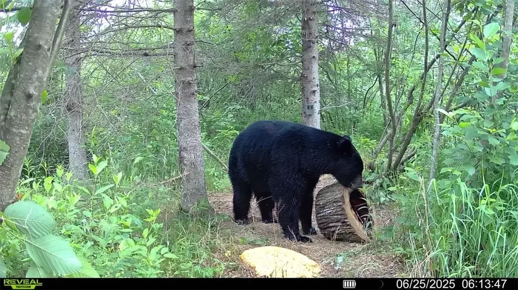 Xxx Town Road T, Dairyland