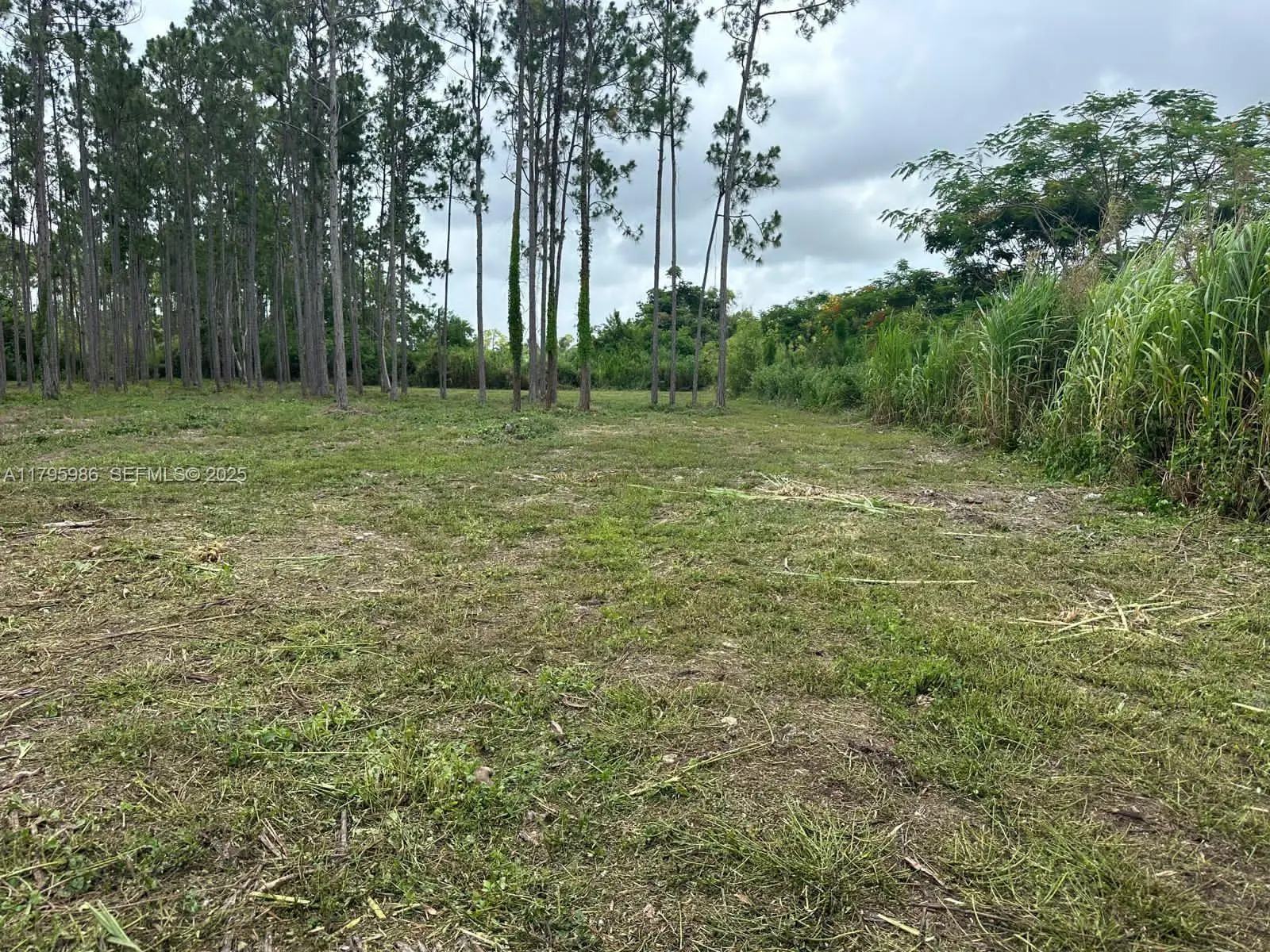 Photo of Listing #A11795986