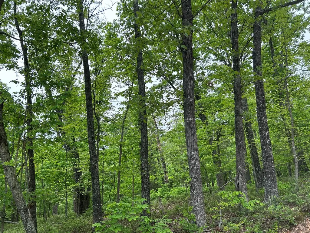 Arabian Lane, Rogers