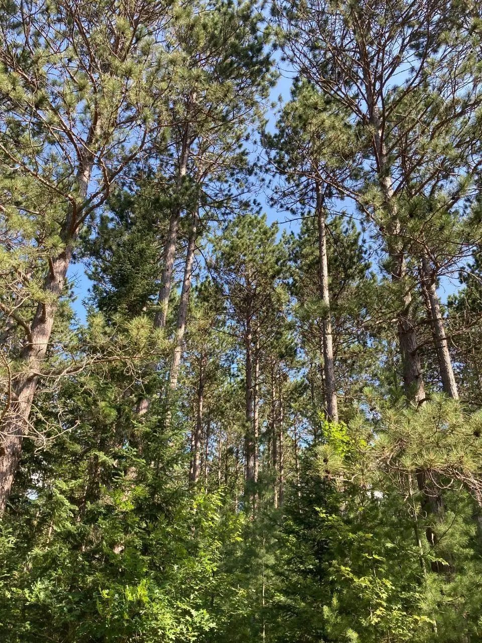 On Central Ave W # Tract 2037, Brantwood