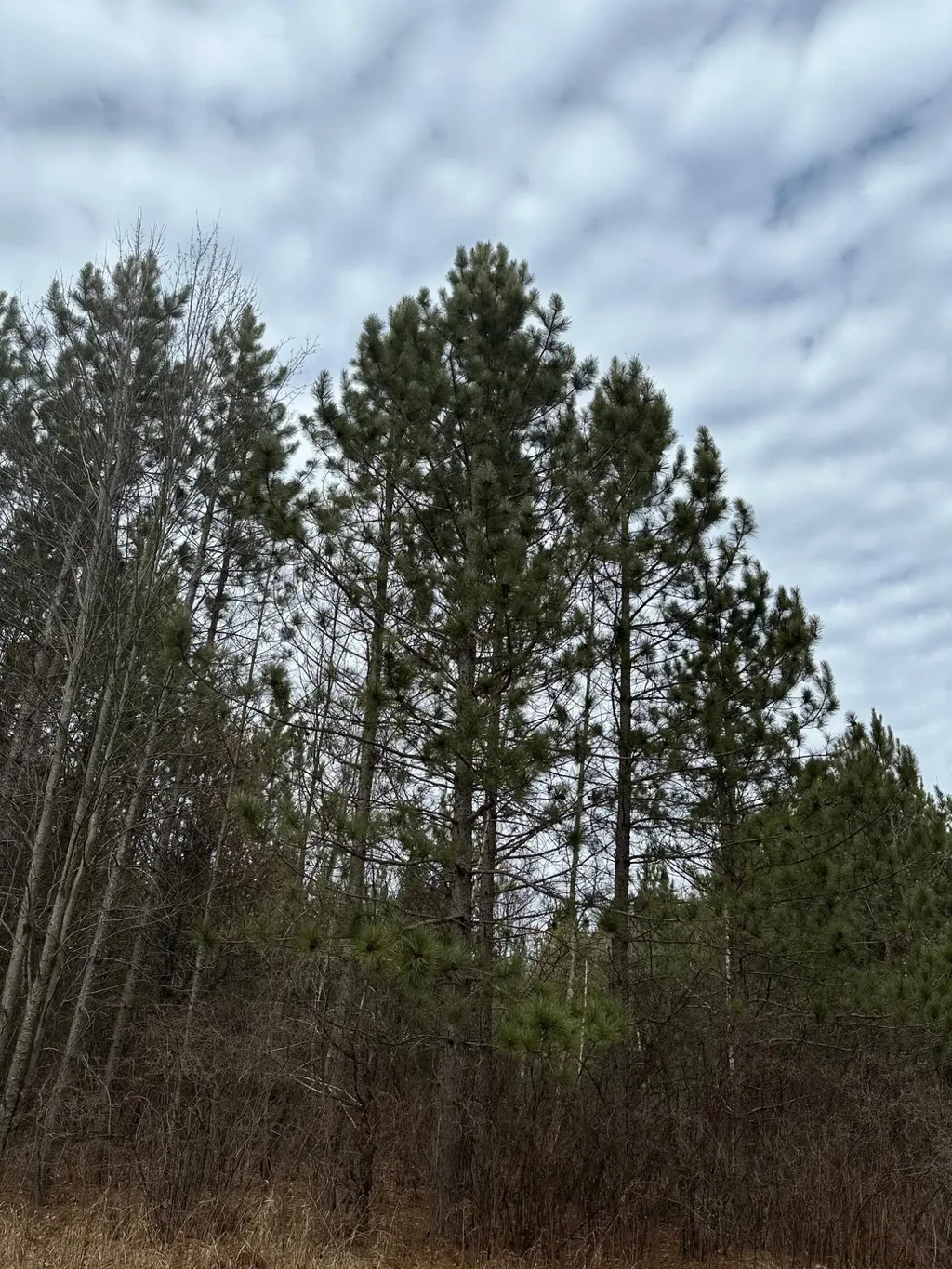 On Cth G # Tract 2062, Rhinelander