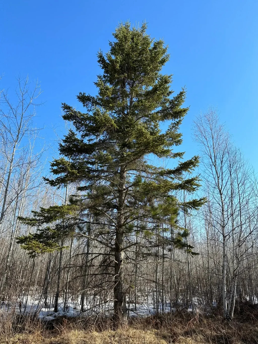 On Spring Creek Dr # 4080-2, Tomahawk