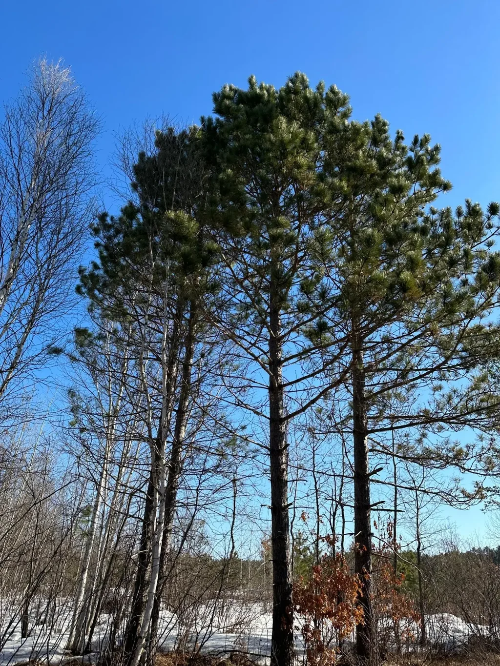 On Spring Creek Dr # 4080-3, Tomahawk