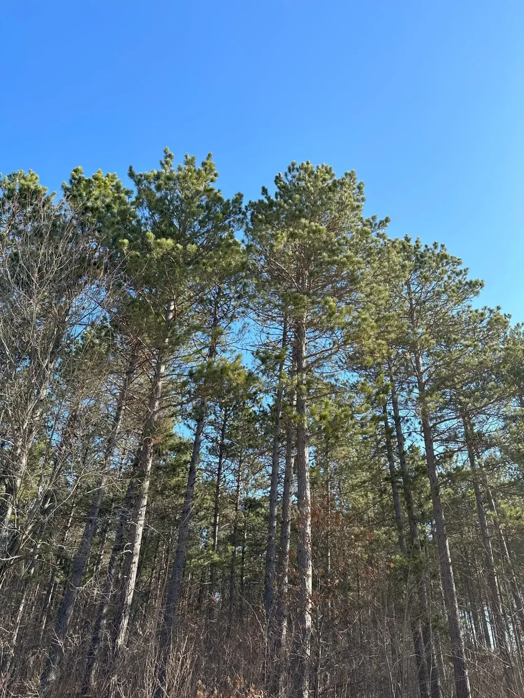 On Spring Creek Dr # 4080-5, Tomahawk