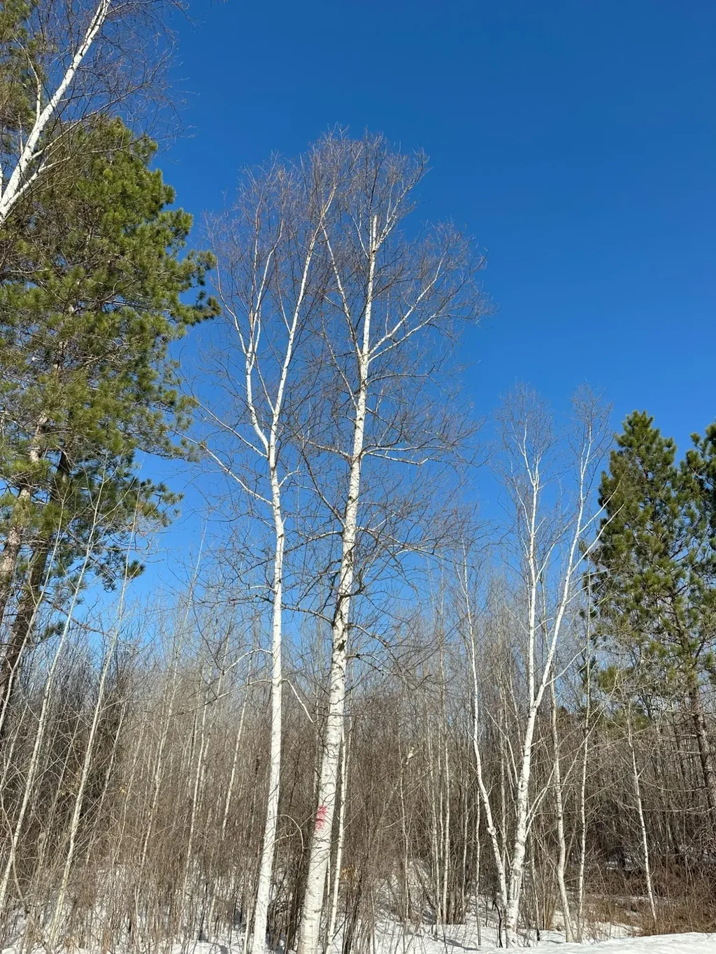 On Spring Creek Dr # 4080-7, Tomahawk