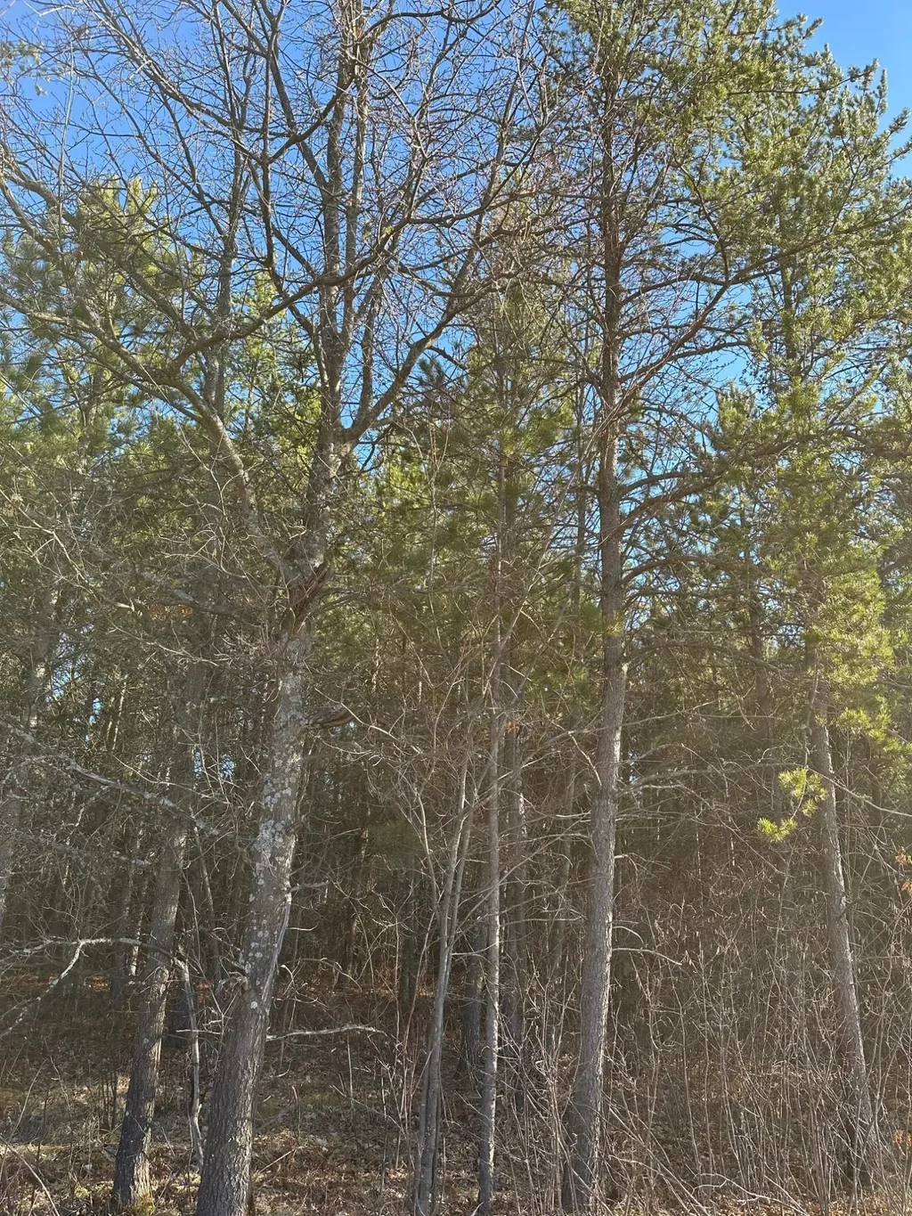 On Lower Kaubashine Rd # 4094-1, Minocqua