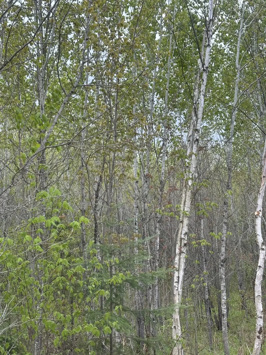 On Long Shot Ln # 4093-a, Minocqua