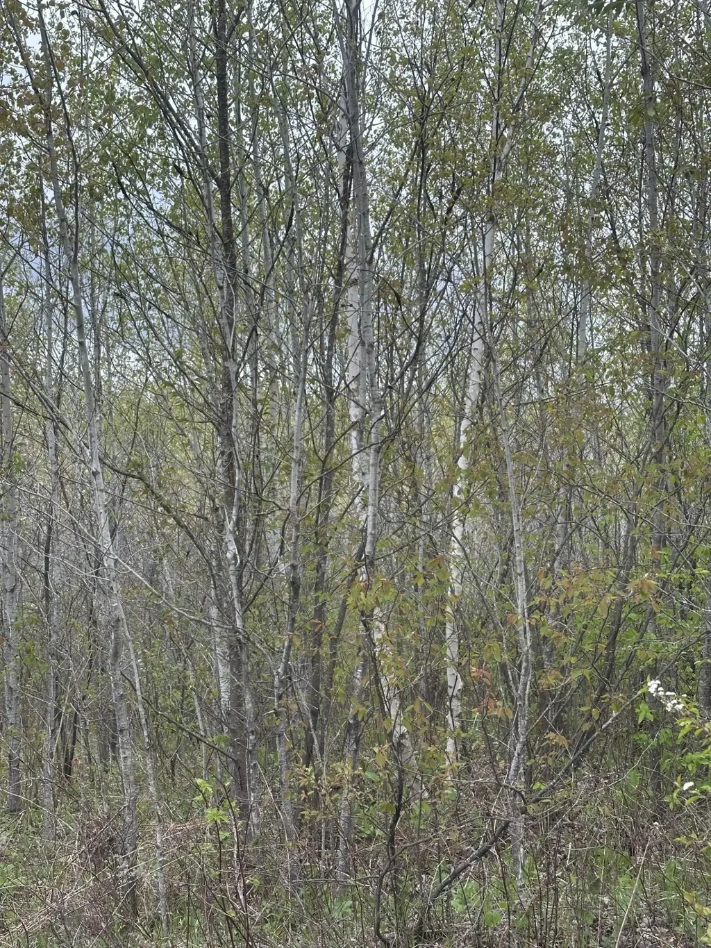 On Long Shot Ln # 4093-b, Minocqua