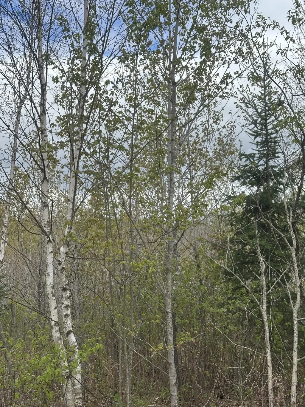 Near Camp Nine Rd # 4093-c, Minocqua