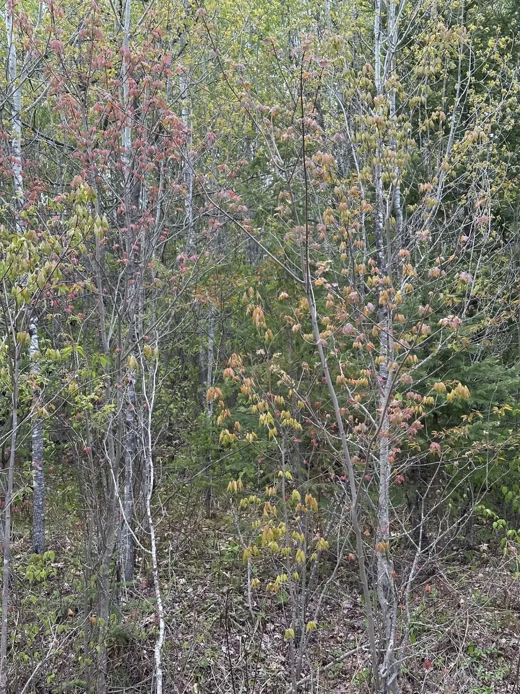 Near Camp Nine Rd # 4093-d, Minocqua