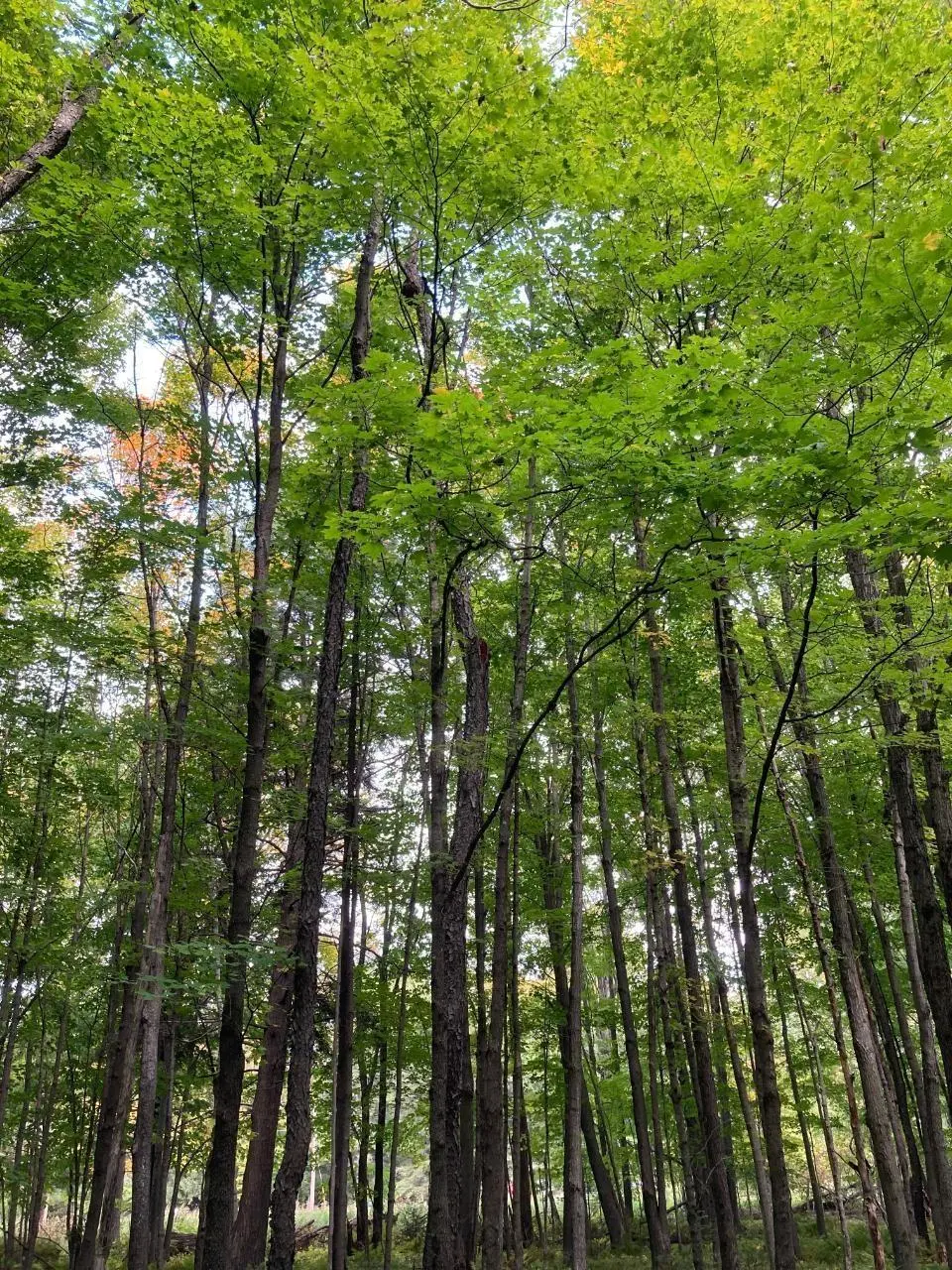 On Lost Rd # Tract 4053, Tomahawk