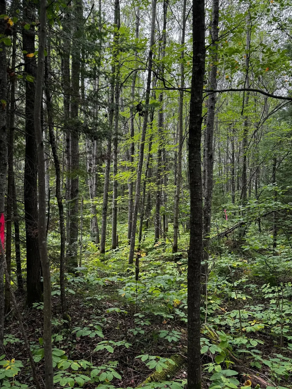 Pinelake Pine Lake Rd # 2, Minocqua